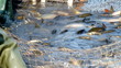 Breeding consumer Carp