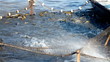 Carp in a fishing net