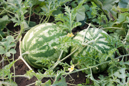 Photo: Watermelon Watermelon