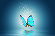 butterfly