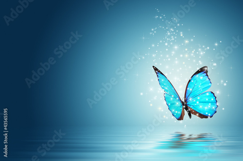 Photo: butterfly butterfly