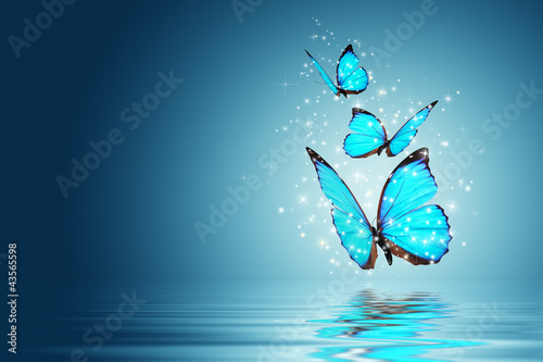 Illustration: butterfly butterfly