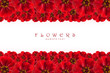 Flowers frame isolated on white. Zinnia border with copy space
