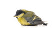 titmouse