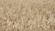 Video: Ripe wheat background close-up Ripe wheat background close-up