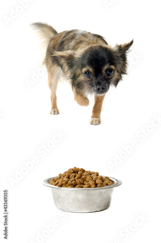 Foto: chihuahua et gamelle chihuahua et gamelle