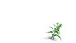 Growing tree. 3d animation. Added alpha channel