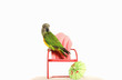 Parrot standing on a mini chair
