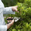 A Senior lady trimming the plant