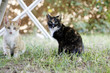Cats looking at camera, outdoor
