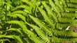 Fern leaves