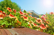 Balkonblumen
