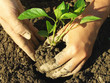 Foto: farmer hands planting pepper seedlings farmer hands planting pepper seedlings