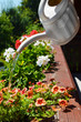 Bunte Blumen gießen