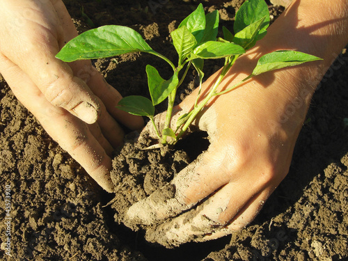 Photo: farmer hands planting pepper seedlings farmer hands planting pepper seedlings