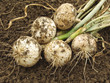 white onions