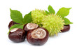 chestnut with leafs