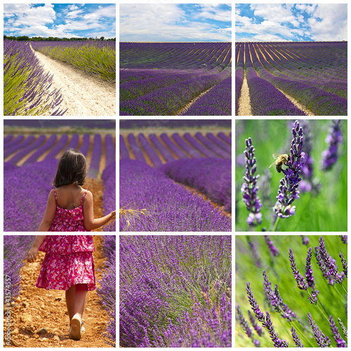 Photo: Provence - Mosaïque de lavandes Provence - Mosaïque de lavandes