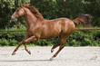 Galop
