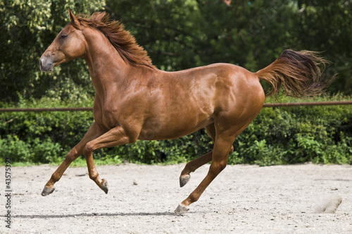 Photo: Galop Galop