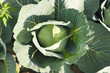 Photo: Mature cabbage field close up Mature cabbage field close up