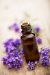 essential oil and lavender flowers