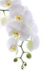 White orchid isolated on white