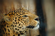 Foto: Leopard portrait Leopard portrait