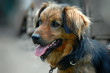 Beautiful dog