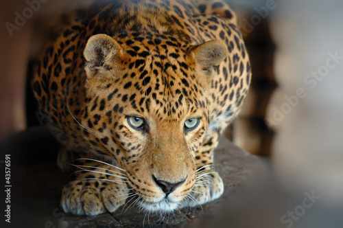 Foto: Leopard Leopard