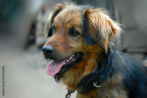 Photo: Beautiful dog Beautiful dog
