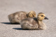 Photo: Two Canada Goose (branta canadensis) Goslings on a Path Two Canada Goose (branta canadensis) Goslings on a Path