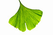 Ginkgo