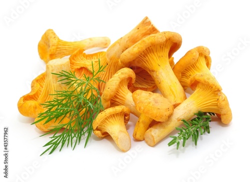 Foto: Pilze Pilze
