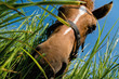 Pferd ist neugierig