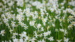 Video: Meadow with blossoming wild daffodils flowers Meadow with blossoming wild daffodils flowers