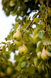 Foto: Poires Poires