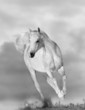 white arabian horse