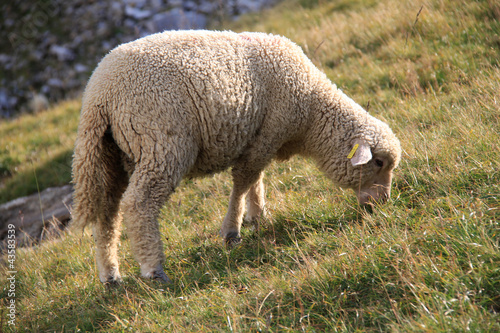 Foto: mouton mouton