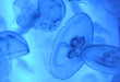 Medusas.