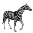 3D Zebra Isolated on white background