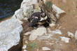 Humboldt-Pinguinmutter mit zwei frisch geschlüpften Küken