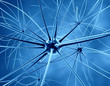 Illustration: The brain neurons and nervous system The brain neurons and nervous system