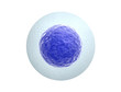 Human egg cell isolated on white background