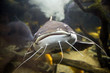 Redtail Catfish