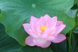 ハスの花