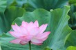 ハスの花
