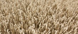Kornfeld