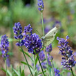 Kohlweißling - Pieris brassicae