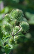 Closeup of Greater Burdock